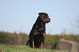 ROTTWEILER 581